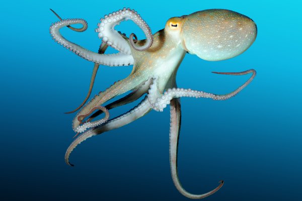 Ссылка для входа на сайт kraken